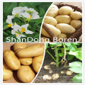 2015 Nueva patata fresca del cultivo de Shandong Boren